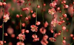 春雨桃花美文